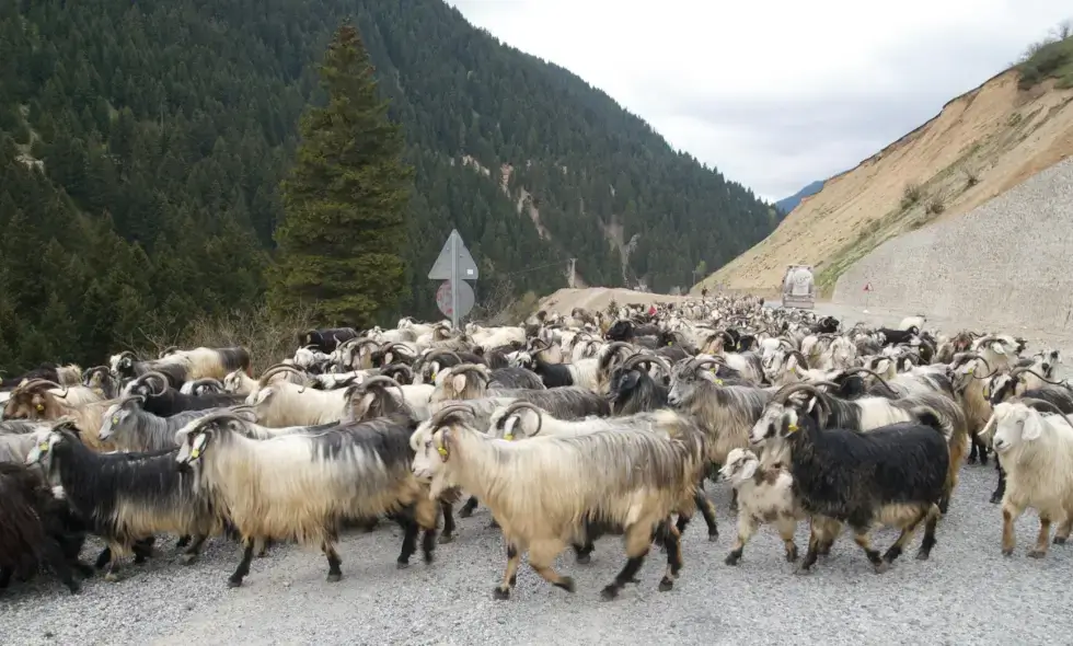 Sibiu-Făgăraș otoyolunun yapımına başlanıyor.