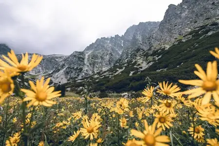 Slovacco Vignetta: La strada verso le opportunità di viaggio